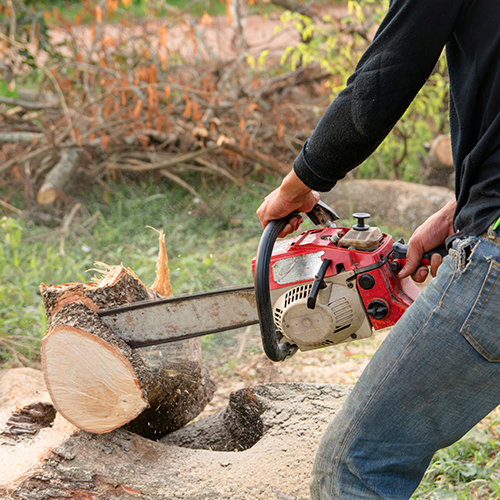 Tree Removal